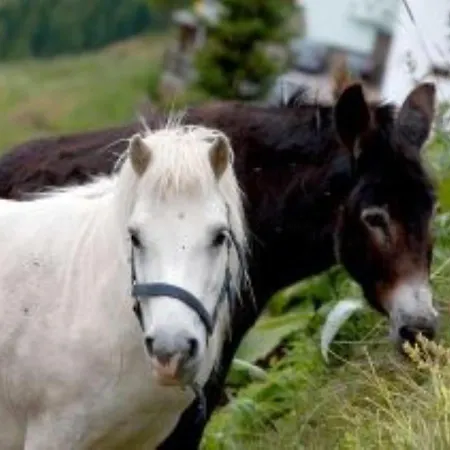 Alpengasthof Gaislach Alm Maison d'hôtes