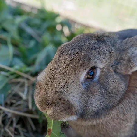 Vendégház Alpengasthof Gaislach Alm Sölden