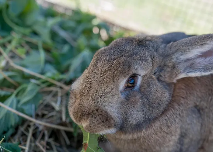 Πανσιόν Alpengasthof Gaislach Alm Ζόλντεν