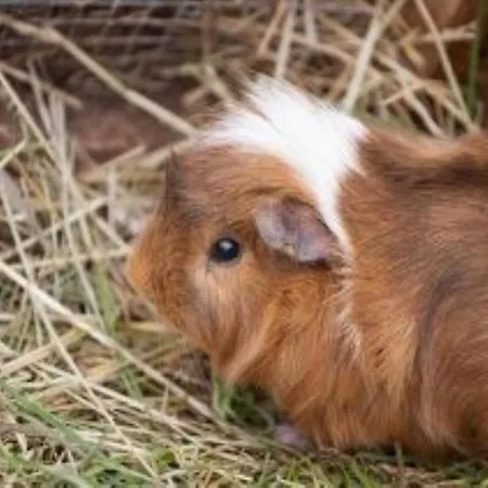 Alpengasthof Gaislach Alm Gasthof 3*