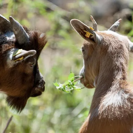Gasthof Alpengasthof Gaislach Alm