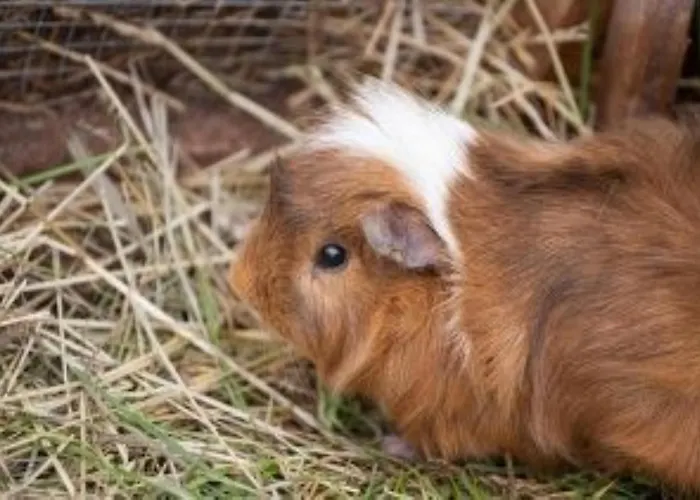 Alpengasthof Gaislach Alm Pensjonat 3*