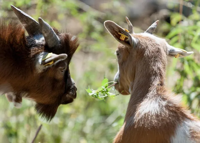 Pensjonat Alpengasthof Gaislach Alm